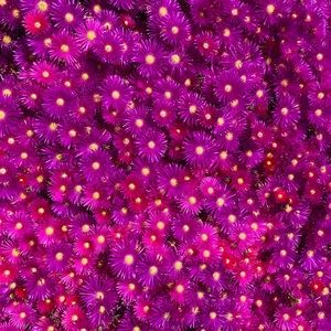 Meet your Posher, Molly